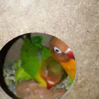 برزیلی با 3 تا جوجه