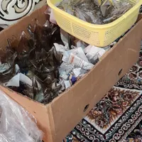 یک جفت لوستر برنجی ۶شاخه ۱۲ شعله|لوستر و چراغ آویز|تهران, آبشار|دیوار