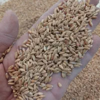 گندم دیمه بهاره