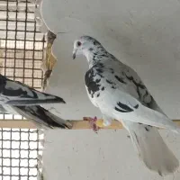 پلاکی نر|پرنده|آران و بیدگل, |دیوار