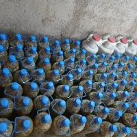 پخش خیارشور بصورت عمده .آماده ارسال ب سراسر ایران|عمده‌فروشی|قیدار, |دیوار