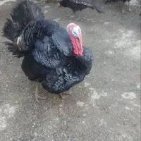 فروش بوقلمون و مرغ و خروس