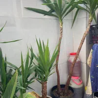 گل و گیاه فروش کلی با قیمت پیشنهادی خودتون|گل و گیاه طبیعی|مشهد, توس (بلوار توس)|دیوار