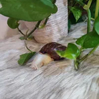 حلزون اچاتینا