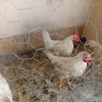 خروس