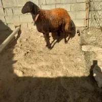 میش شیشک افشاری|حیوانات مزرعه|بن, |دیوار