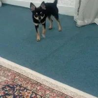 سگ خیلی سایزه ریز|سگ|اهواز, کیانپارس |دیوار