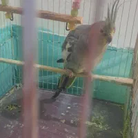 عروس هلندی ماده دستی