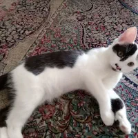 گربه بانمک و dsh واگذاری رایگان و فوری