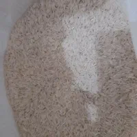 برنج هاشمی کشت دوم|عمدهفروشی|مشگین شهر, |دیوار