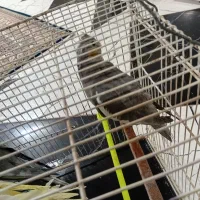 عروس هلندی با جوجه|پرنده|سرایان, |دیوار