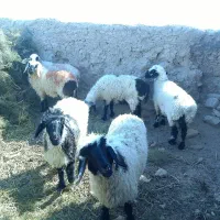 گوسفند|حیوانات مزرعه|زابل, |دیوار