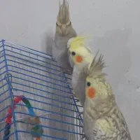 عروس هلندی 3ماهه|پرنده|رشت, جانبازان|دیوار