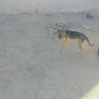 سگ7ماه گرگ نر|سگ|زاهدان, |دیوار