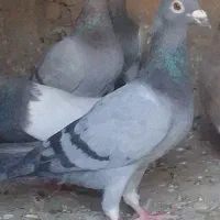 کبوتر