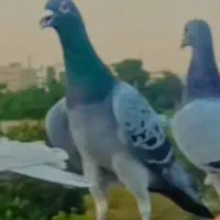 پولکی گمشده