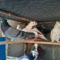 کفتر