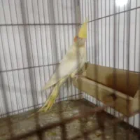 عروس هلندی نر آماده بشرت|پرنده|لنگرود, |دیوار