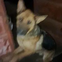 واگذاری ماده ژرمن خیلی باهوش ورزنگ  سالم