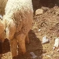 یک بره نر.چاق .