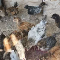 جوجه های دو ماهه در همه رنگ