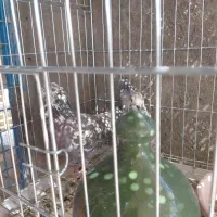 جفت کن ۶۰×۴۰