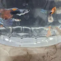 ماهی محبوب و زیبا آکواریوم|ماهی|گرگان, |دیوار