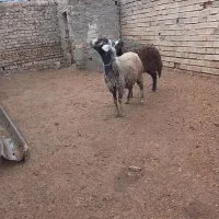 بره ماده افشاری