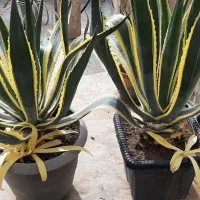 آگاو طلایی ( گونه خاص و کمیاب )