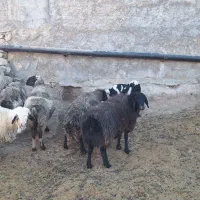 فروش گوسفند|حیوانات مزرعه|منج, |دیوار