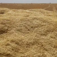 کاه گندم