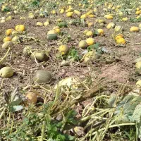 ردیف کردن کدو‌آجیلی