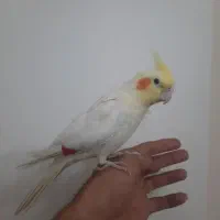 عروس هلندی نر و دستی و سرلاکی