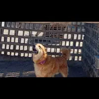 واگذاری سگ جفت نرو ماده