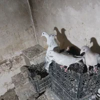 ۵عددجوجه|پرنده|نیشابور, مازول|دیوار