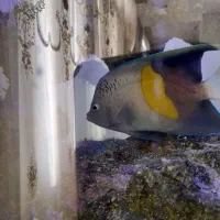 فرشته خجالتی عمان مخصوص آب شور سایز بزرگ|ماهی|اندیشه, اندیشه فاز ۵|دیوار