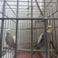 عروس هلندی نروماده