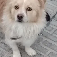 فروشی یک عدد اشپیتز آلمانی|سگ|بم, |دیوار