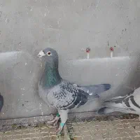 کفتر مسافتی نشسته