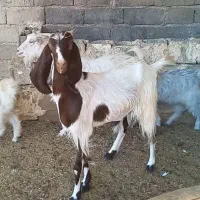 چند راس بز و کهره سانن و دورگ ناز|حیوانات مزرعه|شیراز, ارم|دیوار