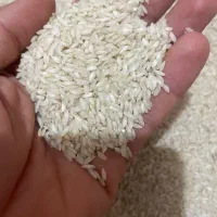 برنج چمپا اصل میداوود