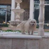 سگ گم شده|حیوانات|کرمان, |دیوار