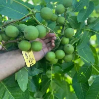 شروع پیش فروش نهال ریشه لخت(گردو چندلر پیوندی)