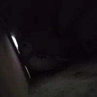 مرغ عشق|پرنده|فریدون‌کنار, |دیوار