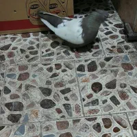 یه جفت سینه ای پاک ماده سینه قهوه ای نر سیاه