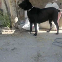 سگ سرابی ماده