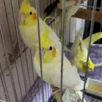 فروش پرنده عروس