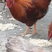 خروس محلی چاق