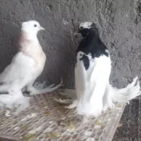 کبوترطوقی پاپرسلطنتی|پرنده|لامرد, |دیوار