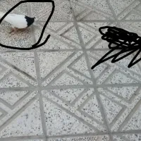 طوقی سیاه خوشگل کاکل ماده. معاوضه دارم